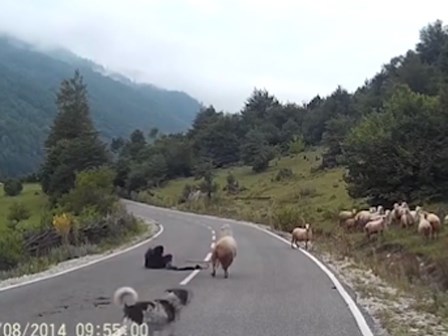 Cừu hung hãn húc ngã người chăn như trút