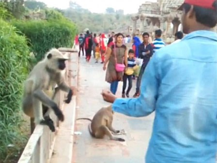 Người đàn ông gây phẫn nộ khi cho ăn rồi giáng cú tát đau đớn khiến chú khỉ bật ngã