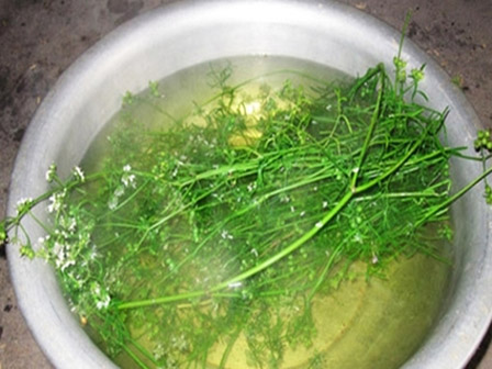 Tác dụng thần kỳ của rau mùi tây: Đặc biệt tốt như thuốc tự nhiên nếu dùng theo cách này-4