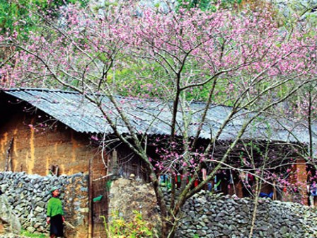 Lạc bước vào xứ sở hoa đào trên cao nguyên Đồng Văn ngày xuân