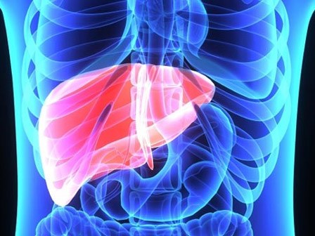 Cách phục hồi gan do tác hại của rượu bia