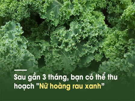 Loại rau cải nhiều canxi hơn sữa, ngừa ung thư khiến thế giới 