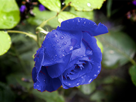 Trồng hoa hồng bằng cành nhanh, gọn mà cây vẫn khỏe, nở hoa to-12