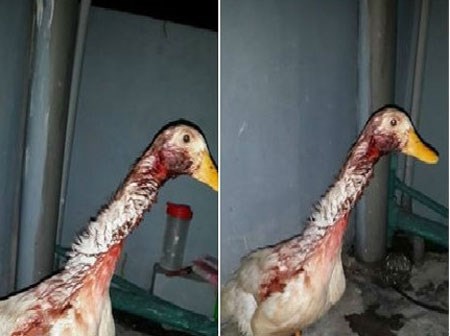 Chia sẻ lần đầu làm thịt vịt của cô gái làm dân mạng