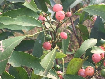 Mắc bệnh gan, vàng da uống lá cây rẻ tiền này cũng chữa khỏi?