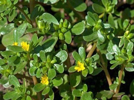 Thực phẩm giúp người bị thủy đậu nhanh hồi phục sức khỏe