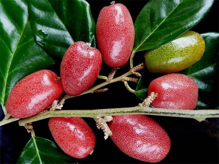 Nhót vào mùa: Lương y sẽ mách bạn cách tận dụng thật chuẩn để chữa những bệnh này