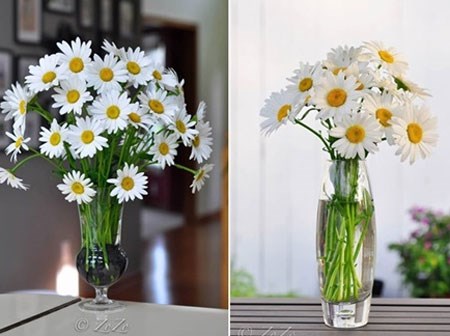 Bày 5 loại hoa này trong nhà dễ mang tài lộc đến cho gia đình