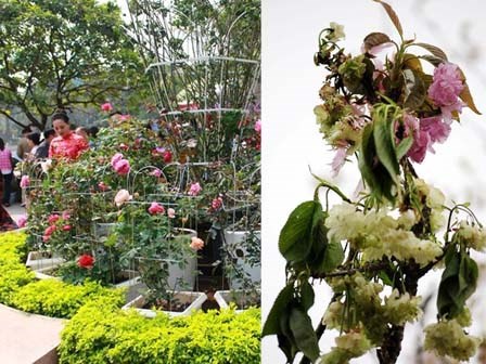 Sửng sốt với 3 lễ hội hoa được ví như