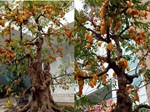 Hồng đá bonsai giá 1 tỷ đồng: Đại gia bí ẩn xuống tiền chơi Tết-9