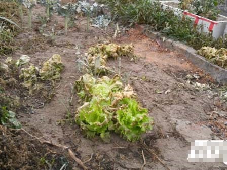 Phun thuốc diệt cỏ vào rau đầu độc hàng xóm