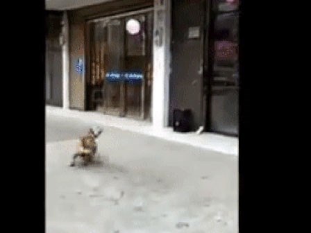 Cư dân mạng 'phát sốt' trước khả năng chơi bóng siêu việt của một chú chó