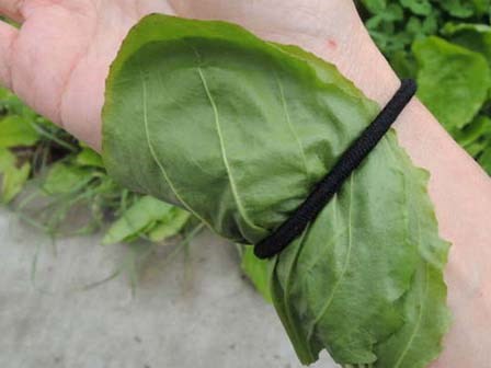 Một trong những cây thuốc