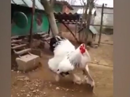 Con gà khổng lồ nhất thế giới, ngỡ như người đội lốt