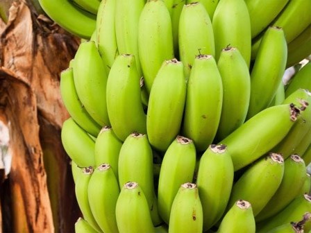 Ngừa ung thư, giảm cân nhờ chuối xanh
