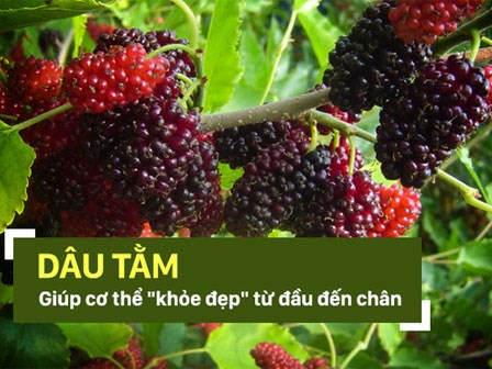 Vì sao Đông y gọi trái cây nhỏ xinh chua ngọt này là 