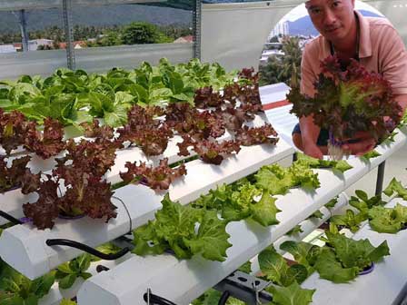 Đà Nẵng: 7X hái tiền đều như vắt chanh từ vườn rau thủy canh-9