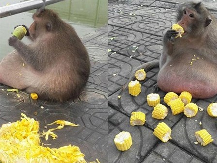 Chú khỉ béo ú ăn thủng nồi trôi rế hết hoa quả của đồng bọn trong sở thú