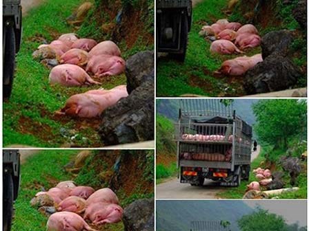 Xôn xao hình ảnh đàn heo bị 