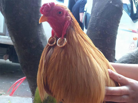 Tâm sự cười chảy nước mắt của cô vợ đòi ly dị vì chồng mê gà chọi: Đang ân ái nhảy bổ xuống kiểm tra chuồng, đem cả gà đi hát karaoke-6