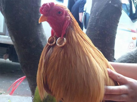 Phát ghen với chị gà