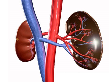 Cách kiểm tra xem có bị bệnh thận hay không: Chỉ mất 1 phút và 1 ly nước sạch
