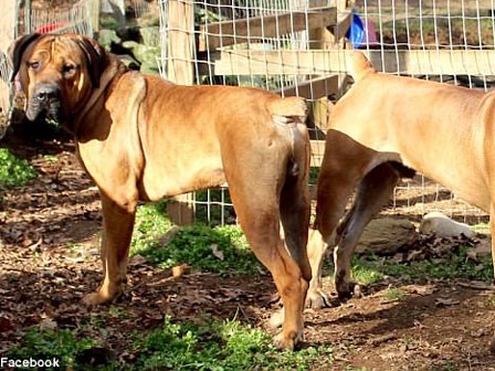 Bà mẹ 3 con bị chó cưng tấn công đến chết tại nhà riêng