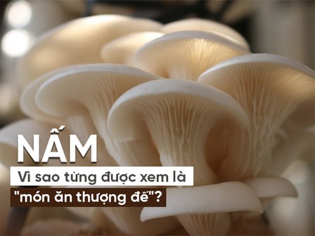 7 món nấm phổ biến tốt nhất cho sức khỏe: Tận dụng tốt sẽ đỡ uống thuốc