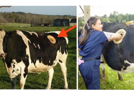 Kinh hãi nhìn thấy lỗ lớn trên bụng những con bò, ai cũng bất ngờ khi biết lý do