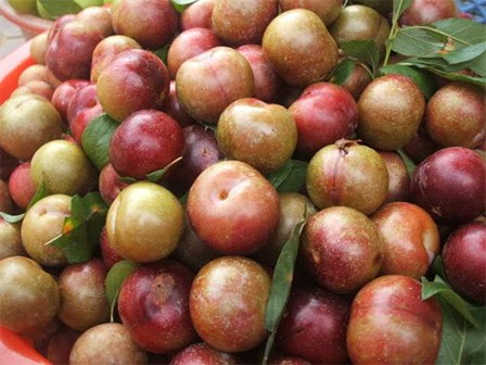 Cách chọn mận ngọt, ngon lại không tẩm hóa chất đơn giản nhất
