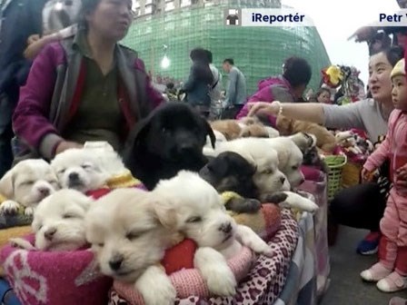 Cảnh bán chó con như thú bông gây tranh cãi trên mạng