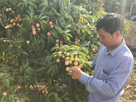 Ghi nhanh: Cả nghìn thương nhân sắp đổ bộ” Bắc Giang mua vải thiều-4