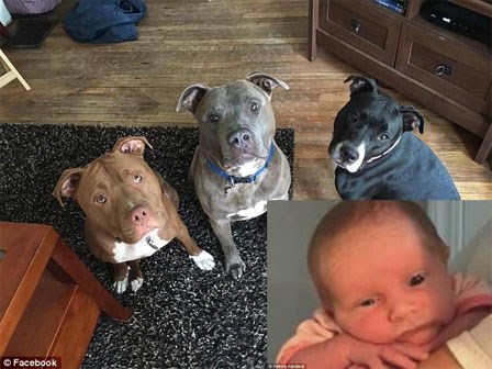 Chỉ 5 phút ở một mình cùng 3 con chó pit bull, bé gái 3 tuần tuổi bị cắn đến chết