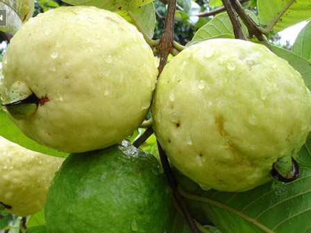 Ổi luộc: chẳng ai ngờ có món ăn này mà lại còn là đặc sản-7