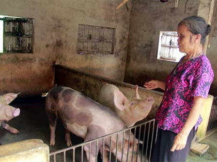 Gặp người phụ nữ bị tiểu thương chợ Tân Lập đòi ném thịt lợn xuống ao