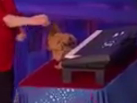 Giám khảo chán nản vì thí sinh mang gà đi thi, bất ngờ chú gà khiến mọi người kinh ngạc