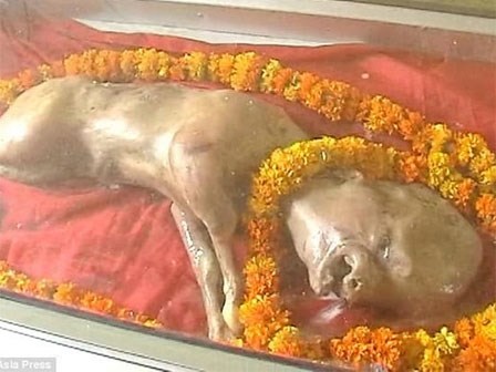 Bê con chào đời với gương mặt giống người gây xôn xao