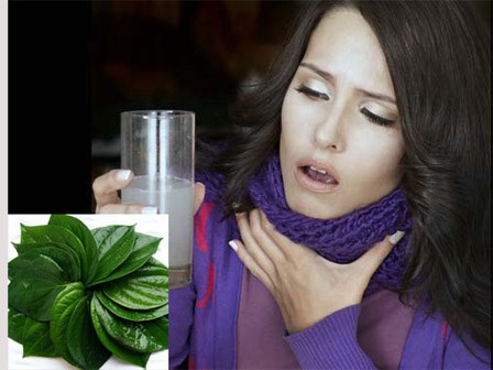Loại lá kiếm đâu cũng có này không ngờ lại có tác dụng trị bệnh hiệu quả như vậy