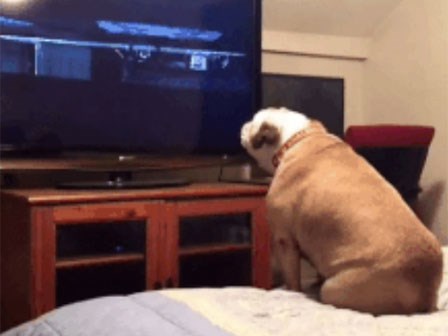 Cười nghiêng ngả với chú chó thích phim ma nhưng lại run cầm cập khi xem đoạn gay cấn