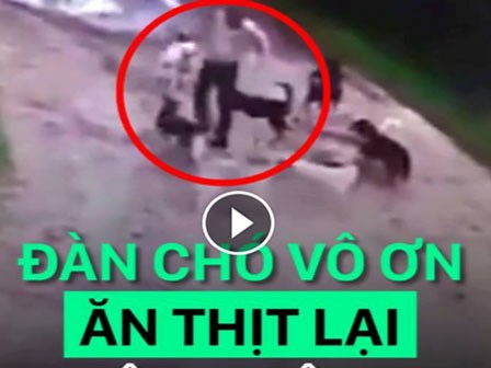 Đàn chó vô ơn tấn công lại ân nhân cứu mạng
