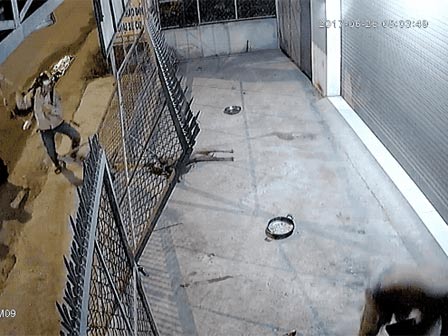 Video: Ông chủ đâm lật xe cẩu tặc, giải cứu chó cưng-1