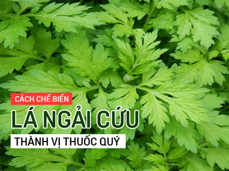 Ngải cứu - thảo dược qúy trong sách cổ chị em nên học ngay 4 cách dùng hiệu quả nhất-6