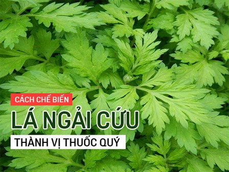 Những bài thuốc quý từ lá ngải cứu bạn nên biết để chữa bệnh mùa hè, phòng bệnh mùa đông