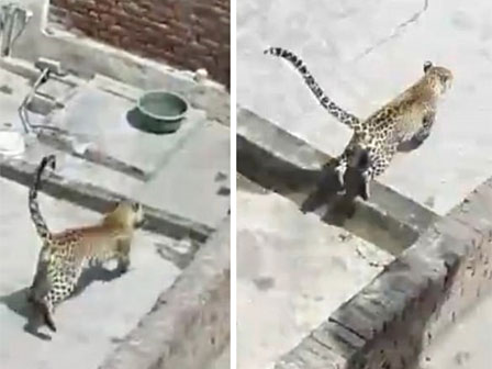 Báo hoang lao ra vồ ngã người đàn ông và diễn biến bất ngờ sau đó-2