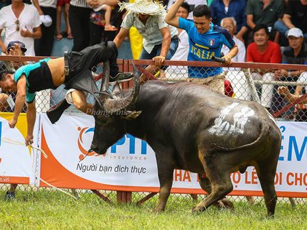 Trâu điên húc điên loạn trên phố khiến 7 người bị thương-1