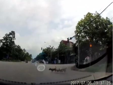 Clip 3 chú chó cùng đợi đèn đỏ mới sang đường gây sốt mạng xã hội