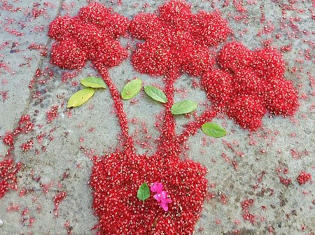 Loài hoa vừa lạ vừa quen bỗng dưng 