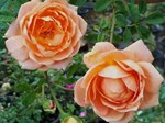 Ngắm khu vườn hoa hồng đẹp ngất ngây đã giúp cô gái thoát khỏi bệnh trầm cảm ở Hà Nội-19