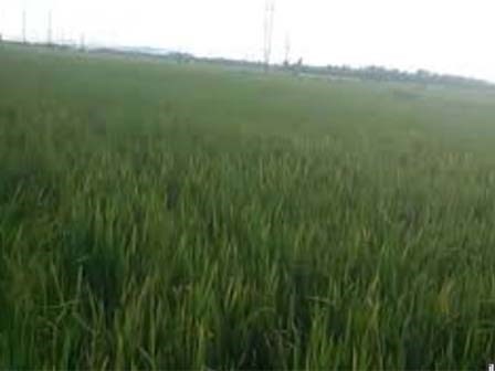 Tìm thấy thi thể 2 bé trai ôm nhau ở ruộng lúa sau một ngày mất tích