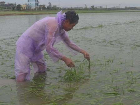 Thiệt hại sau bão số 2: Đã có 3 người chết, 1.600ha hoa màu ngập